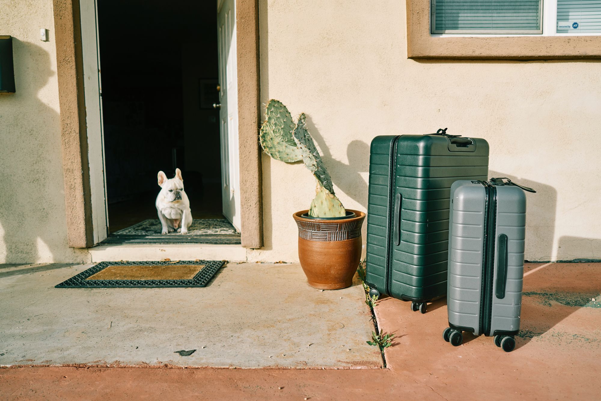 강아지와 해외여행 갈 때 체크해야 할 내용 5가지