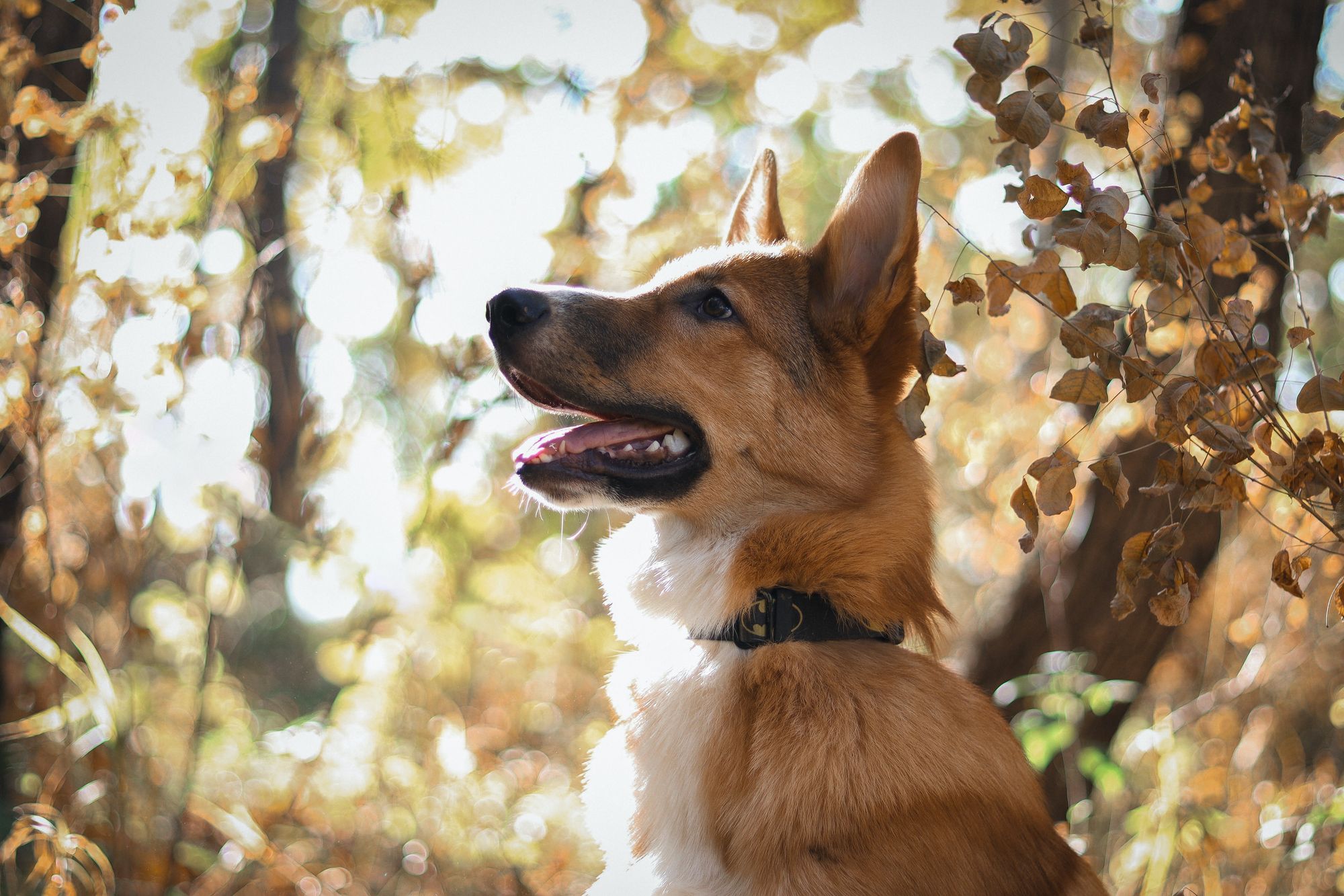 가을에는 강아지들에게 따뜻한 스파가 필요한 이유
