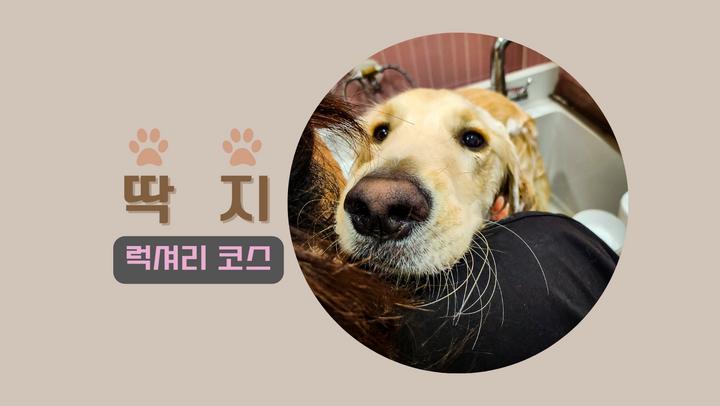 [딱지, 30kg] 멀리서 찾아와 더욱 반가운 아기 강아지!