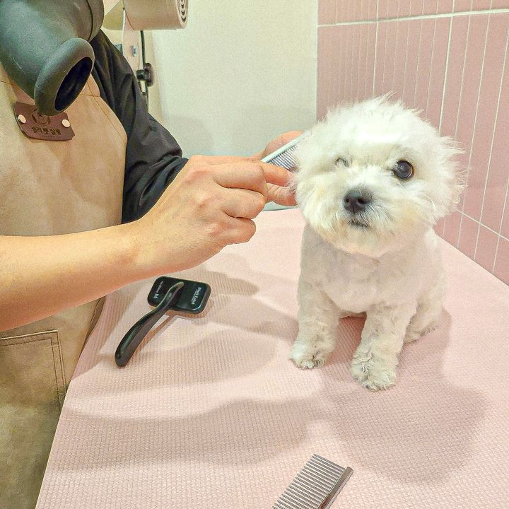 [블랑] 이렇게 행복한 드라이는 견생 처음이야..🛁