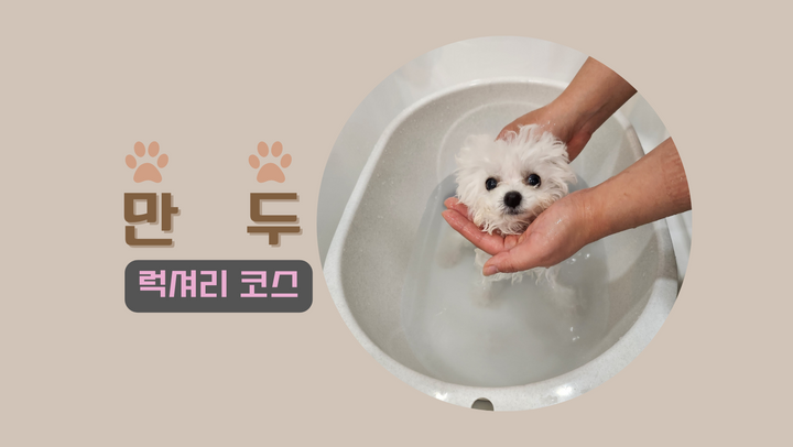 [만두] 아기강아지 목욕은 젤리펫살롱이죠!